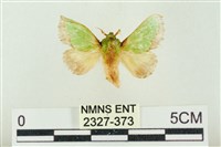 藏品(素木綠刺蛾)的圖片