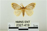 藏品(黑翅黃毒蛾)的圖片