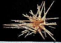 藏品(棒棘鋸頭帕(環鋸棘頭帕))的圖片