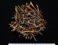 藏品(環刺棘海膽)的圖片