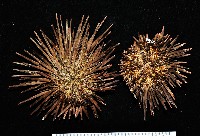 藏品(口鰓海膽)的圖片