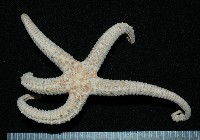 藏品(掌枝蛇尾)的圖片