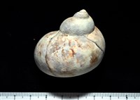 藏品(芮氏蠑螺)的圖片