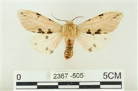 藏品(棍棒污燈蛾)的圖片