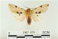 藏品(棍棒污燈蛾)的圖片