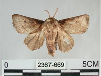 藏品(扁刺蛾)的圖片