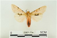 藏品(棍棒污燈蛾)的圖片