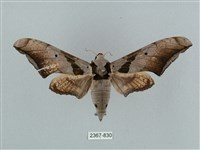 藏品(黑帶鷹翅天蛾)的圖片