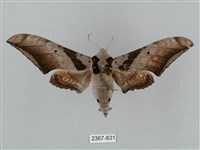 藏品(黑帶鷹翅天蛾)的圖片