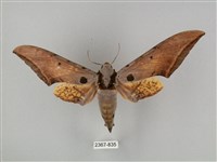 藏品(圓斑鷹翅天蛾)的圖片