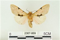 藏品(棍棒污燈蛾)的圖片