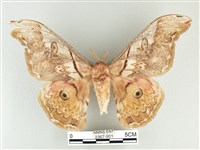 藏品(大綠目天蠶蛾)的圖片