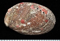 藏品(九孔螺)的圖片