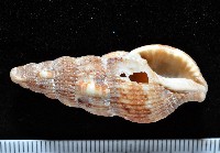 藏品(卡明氏布紋螺)的圖片