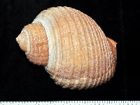藏品(栗色鶉螺)的圖片