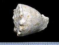 藏品(唐冠螺)的圖片