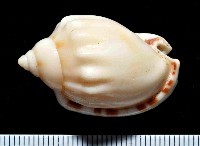 藏品(斑點小鬘螺)的圖片