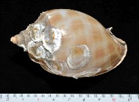 藏品(金帶鬘螺)的圖片