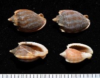 藏品(布紋鬘螺)的圖片