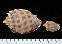 藏品(布紋鬘螺)的圖片