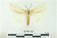 藏品(赭新污燈蛾)的圖片