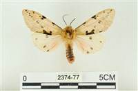 藏品(棍棒污燈蛾)的圖片