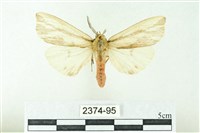 藏品(赭新污燈蛾)的圖片