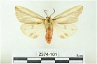 藏品(赭新污燈蛾)的圖片