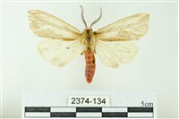 藏品(赭新污燈蛾)的圖片