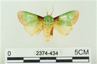 藏品(基褐綠刺蛾)的圖片