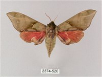 藏品(榆綠天蛾)的圖片