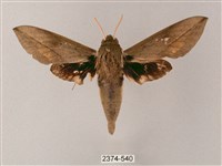 藏品(藏斜紋天蛾)的圖片