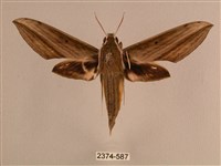 藏品(背線天蛾)的圖片