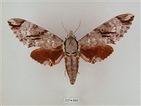 藏品(粗斜紋天蛾)的圖片