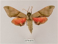 藏品(榆綠天蛾)的圖片