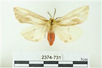 藏品(赭新污燈蛾)的圖片