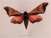 藏品(桃紅六點天蛾)的圖片