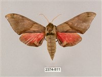 藏品(榆綠天蛾)的圖片