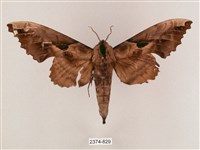 藏品(盾天蛾)的圖片