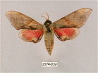 藏品(榆綠天蛾)的圖片