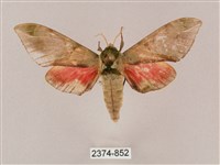 藏品(榆綠天蛾)的圖片