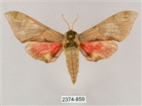 藏品(榆綠天蛾)的圖片