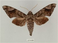 藏品(全緣缺角天蛾)的圖片