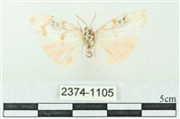 藏品(臺雪苔蛾)的圖片