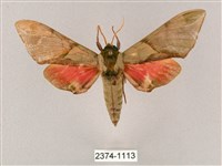 藏品(榆綠天蛾)的圖片