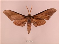 藏品(栗六點天蛾)的圖片