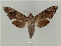 藏品(全緣缺角天蛾)的圖片