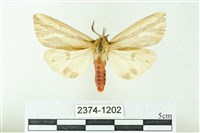 藏品(赭新污燈蛾)的圖片