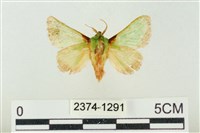 藏品(素木綠刺蛾)的圖片