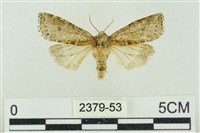 藏品(帶波紋蛾)的圖片